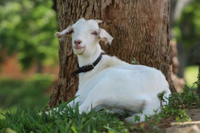 Отель Fazenda Caturama Areal Экстерьер фото