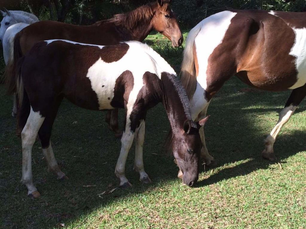 Отель Fazenda Caturama Areal Экстерьер фото